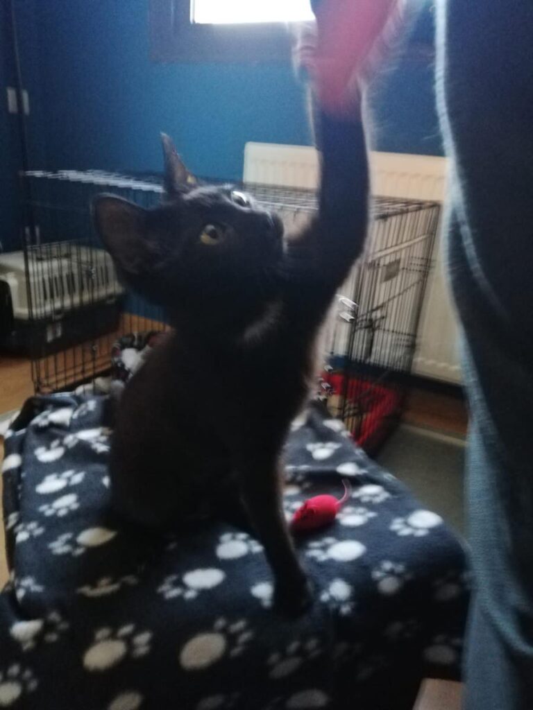 multimedia-foto71625-635-1