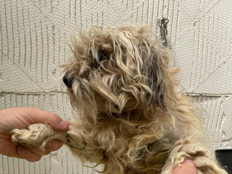 multimedia-foto71630-909-1