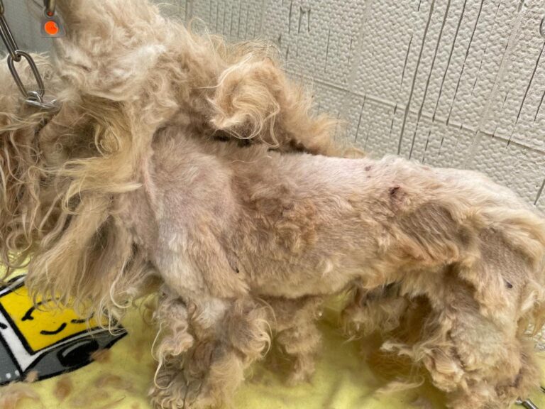 multimedia-foto71631-910-1