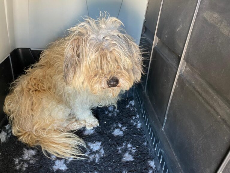 multimedia-foto71632-910-1