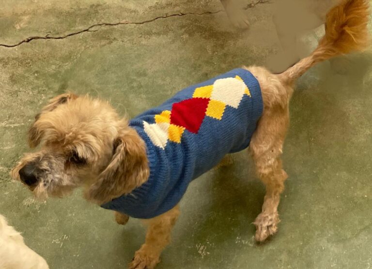 multimedia-foto71633-910-1