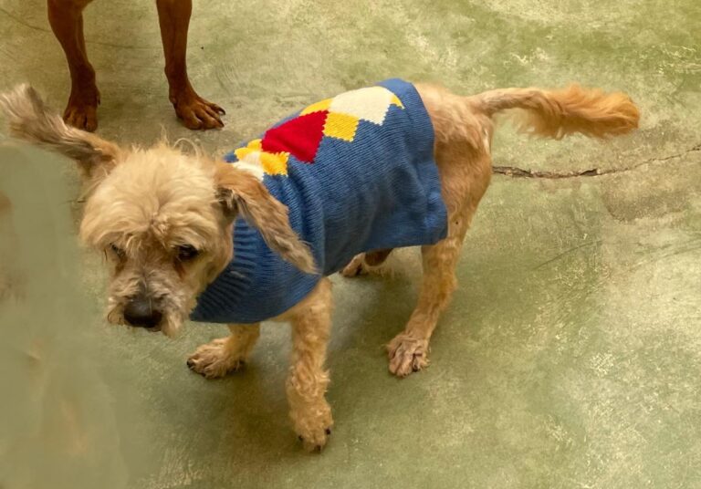 multimedia-foto71634-910-1