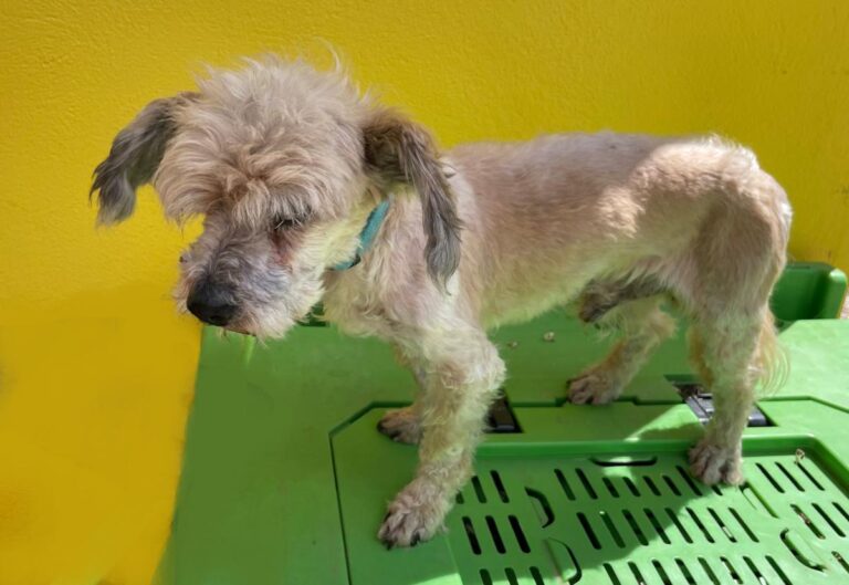 multimedia-foto71637-911-1