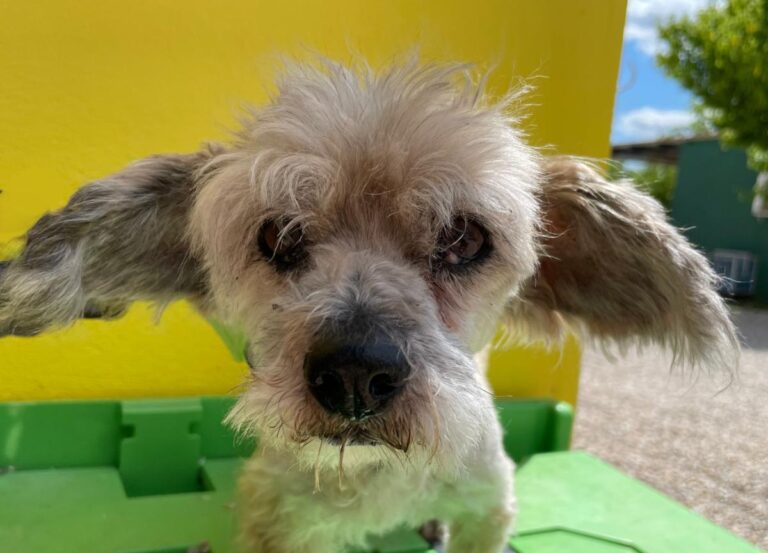 multimedia-foto71639-911-1