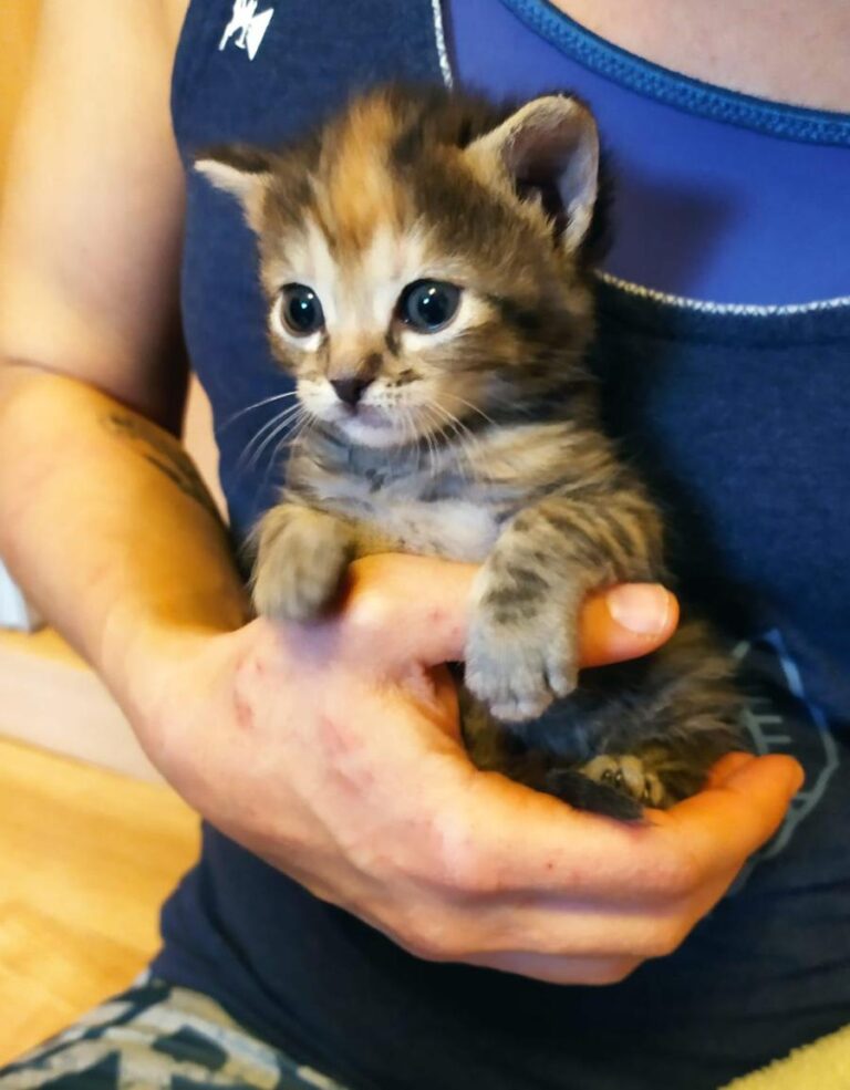 multimedia-foto71708-382-1