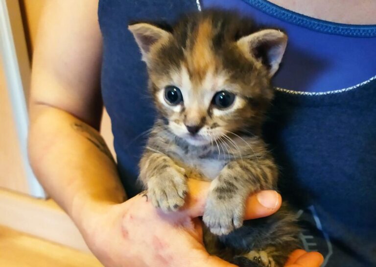 multimedia-foto71709-382-1