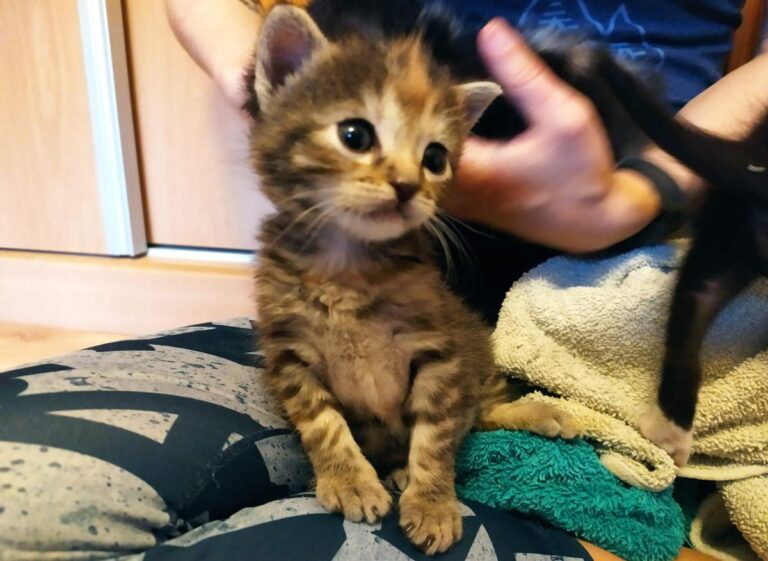 multimedia-foto71710-382-1