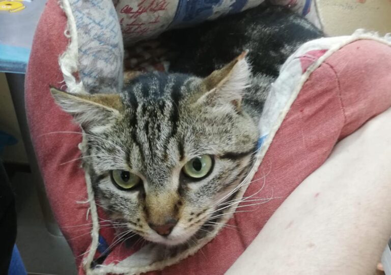 multimedia-foto71711-822-1