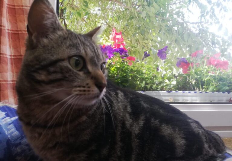 multimedia-foto71712-822-1