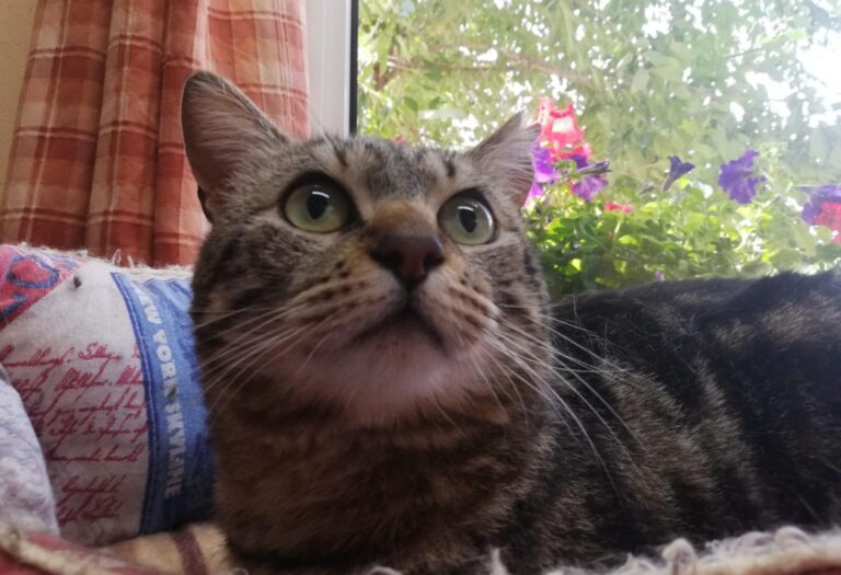 multimedia-foto71713-822-1