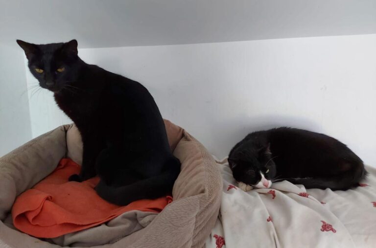 multimedia-foto71714-869-1