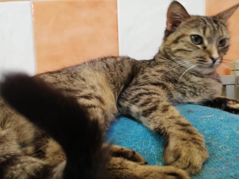 multimedia-foto71734-829-1