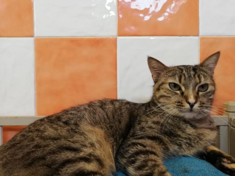 multimedia-foto71735-829-1