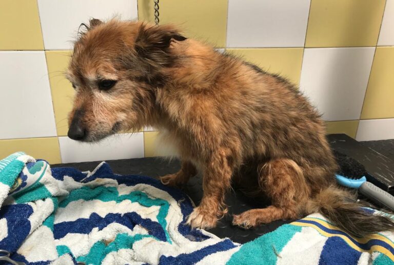 multimedia-foto71806-584-1