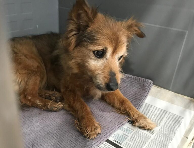 multimedia-foto71807-585-1