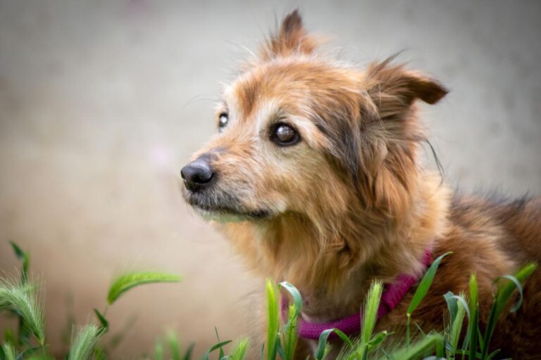 multimedia-foto71809-585-1