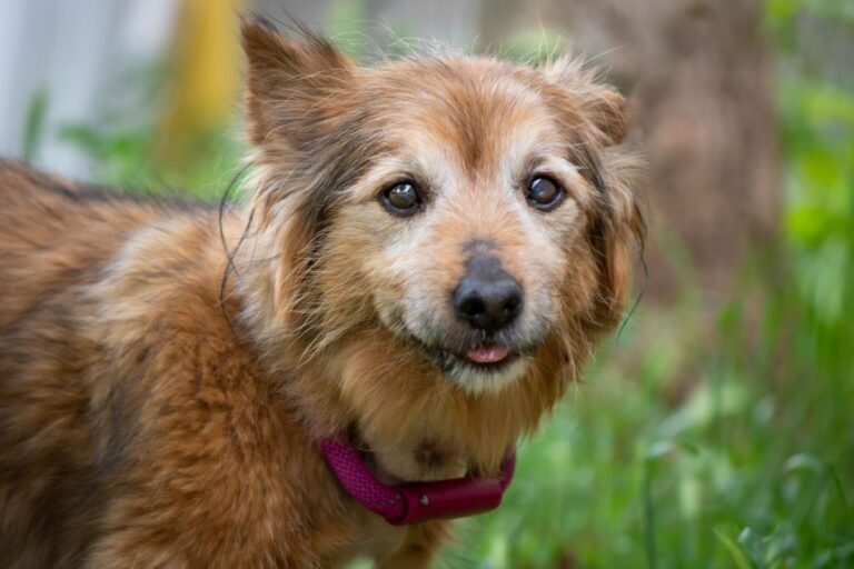 multimedia-foto71810-585-1