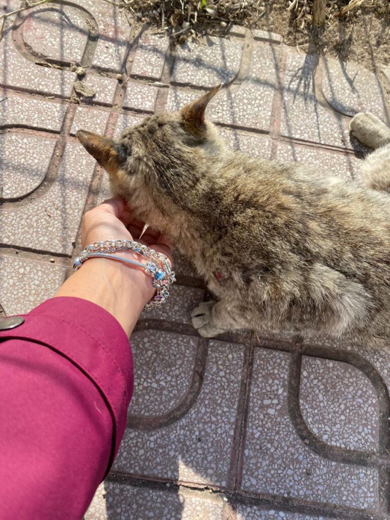 multimedia-foto71819-88-1