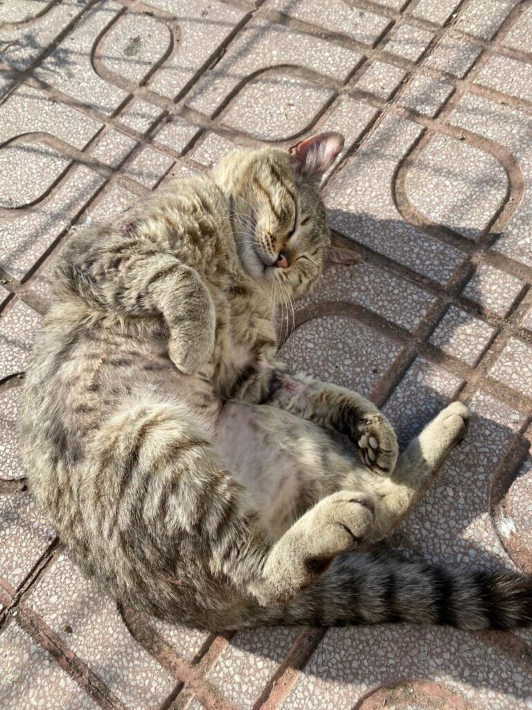 multimedia-foto71820-88-1