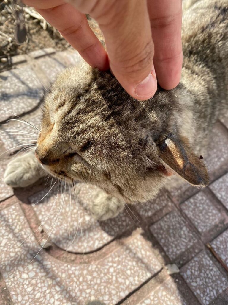 multimedia-foto71821-88-1