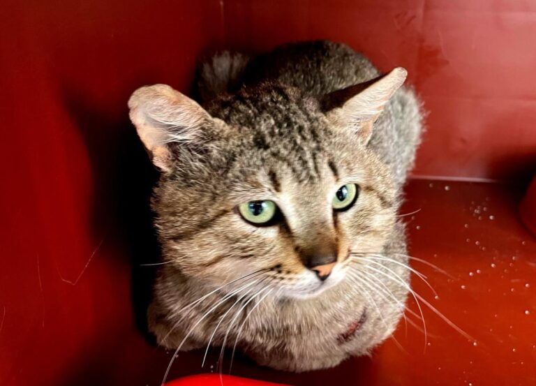 multimedia-foto71825-89-1