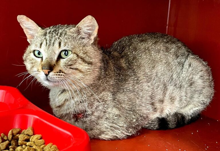 multimedia-foto71826-89-1