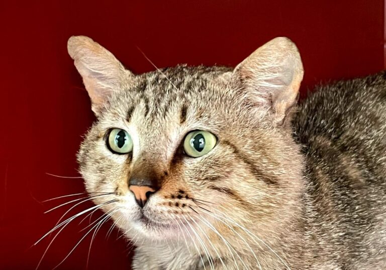 multimedia-foto71827-89-1