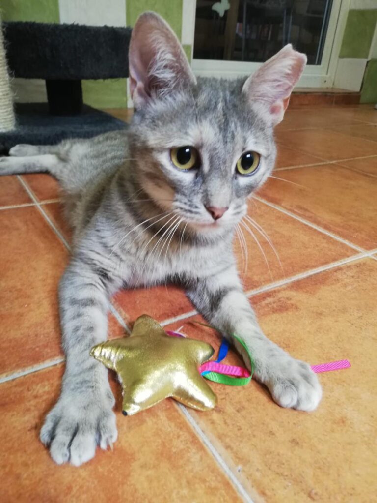 multimedia-foto71828-933-1