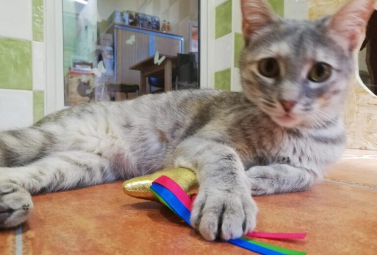 multimedia-foto71829-933-1