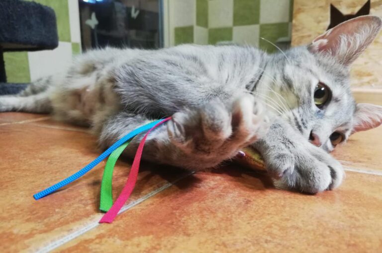 multimedia-foto71830-933-1