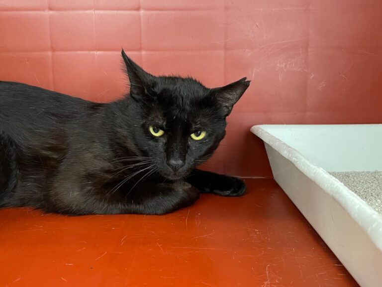 multimedia-foto71836-486-1