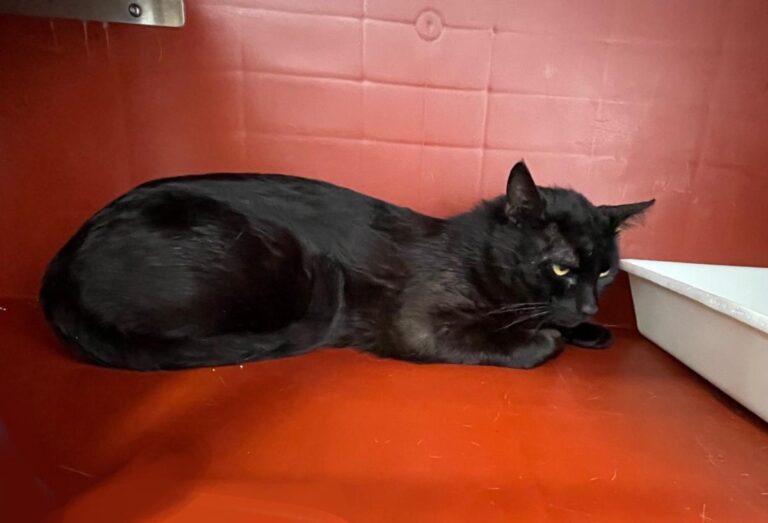 multimedia-foto71837-486-1