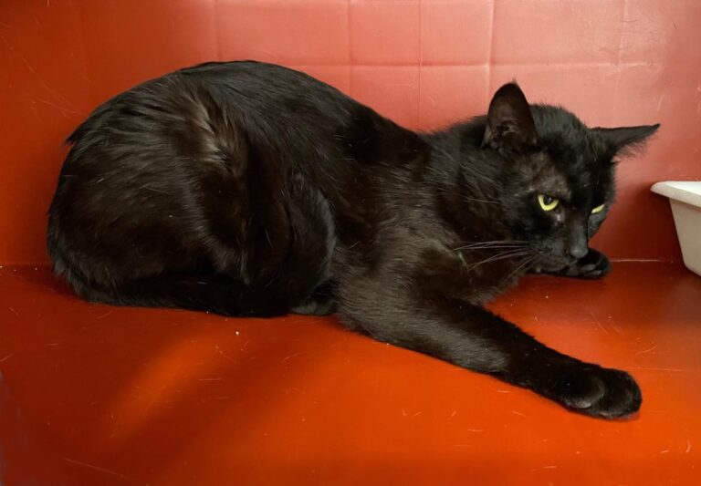 multimedia-foto71838-486-1