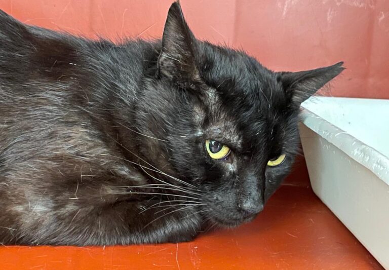 multimedia-foto71840-486-1