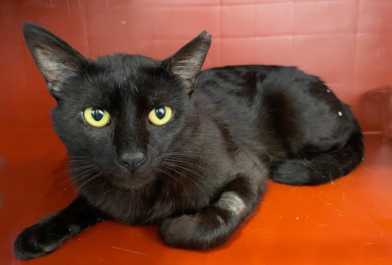 multimedia-foto71841-487-1