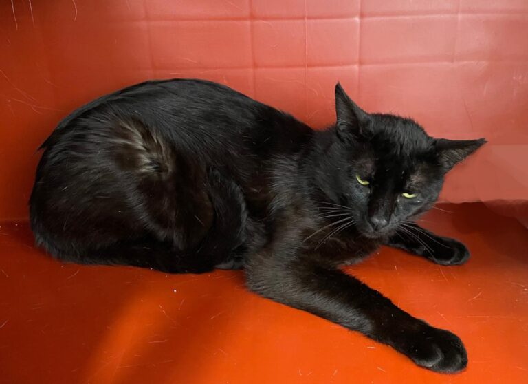 multimedia-foto71842-531-1