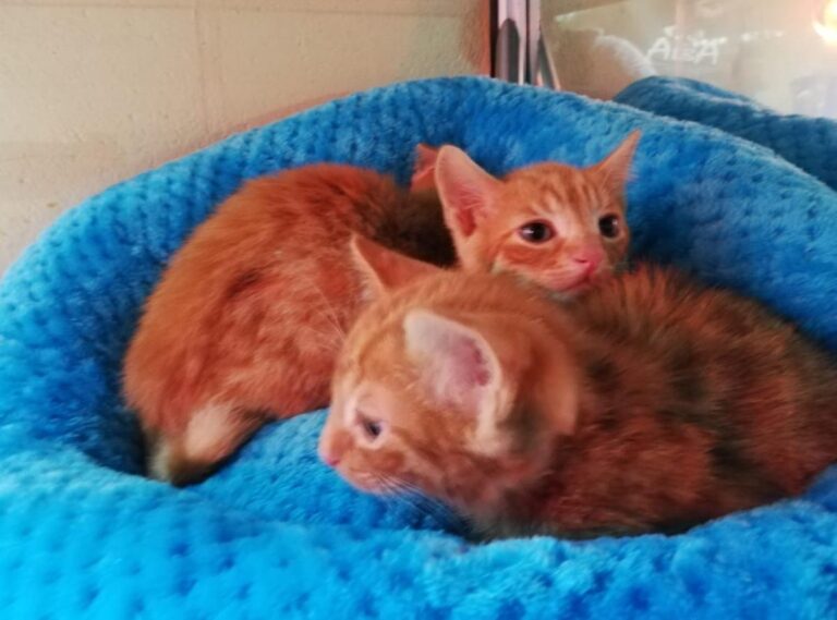 multimedia-foto71921-329-1