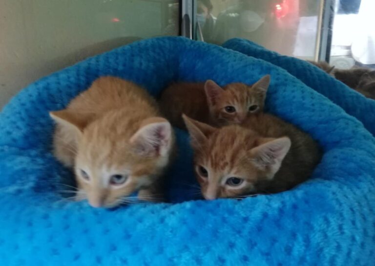 multimedia-foto71922-330-1