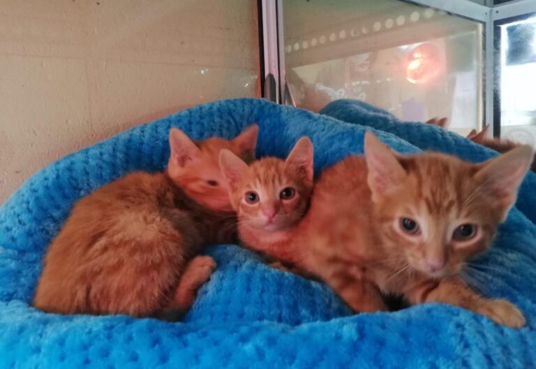 multimedia-foto71923-330-1