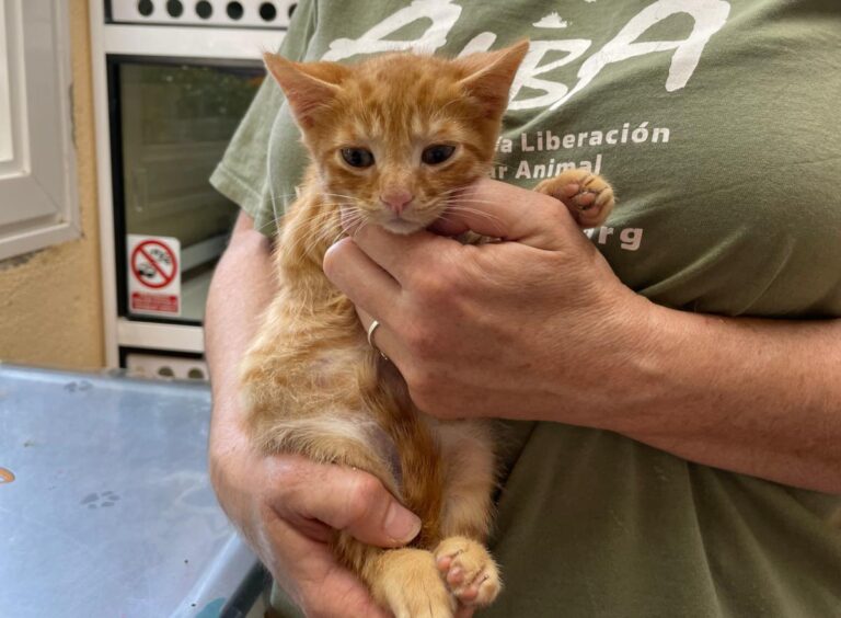 multimedia-foto71924-330-1