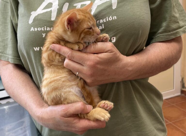 multimedia-foto71925-330-1