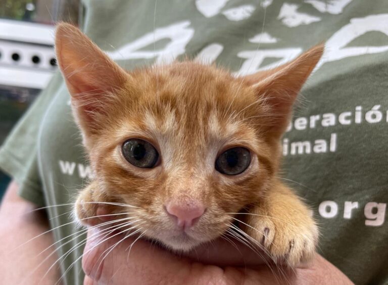 multimedia-foto71927-331-1