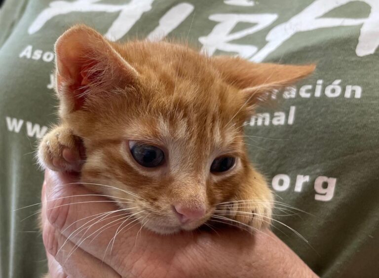 multimedia-foto71928-331-1