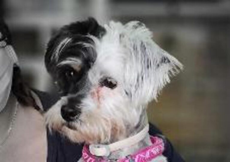 multimedia-foto71972-513-1