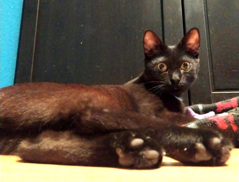 multimedia-foto71984-8-1