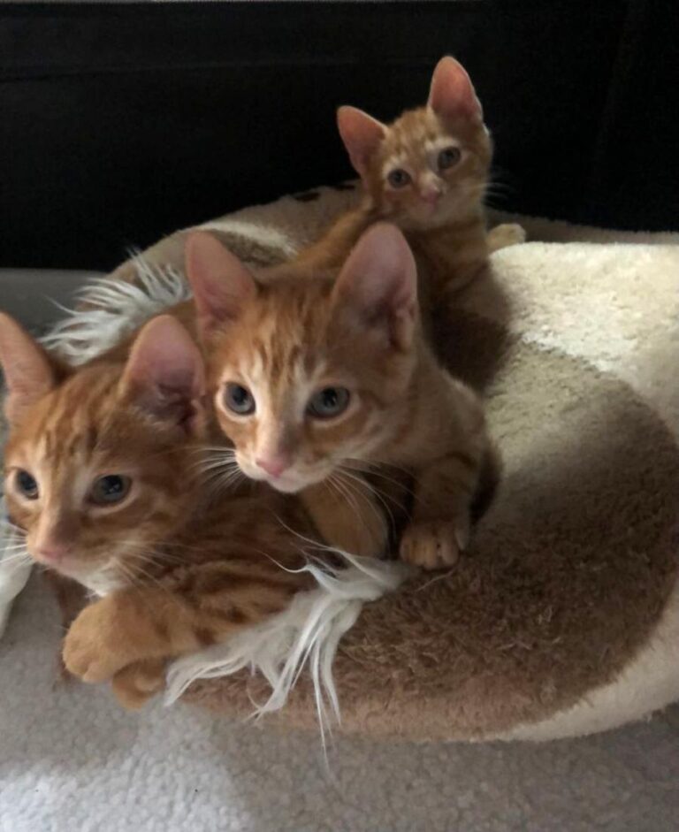 multimedia-foto72007-476-1