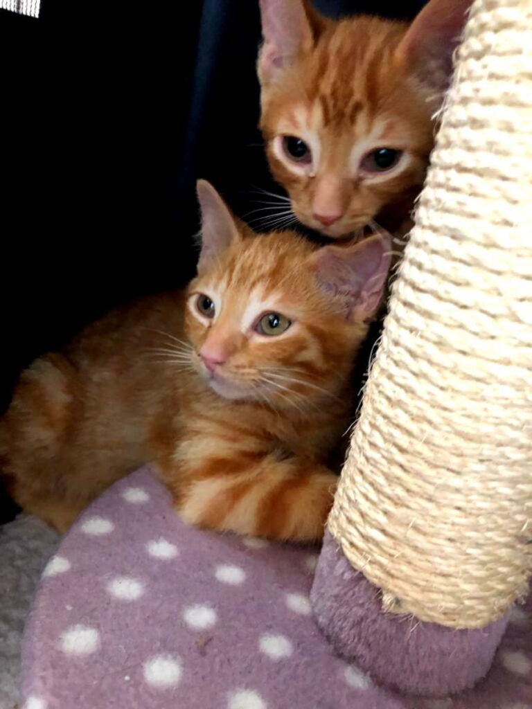 multimedia-foto72008-476-1