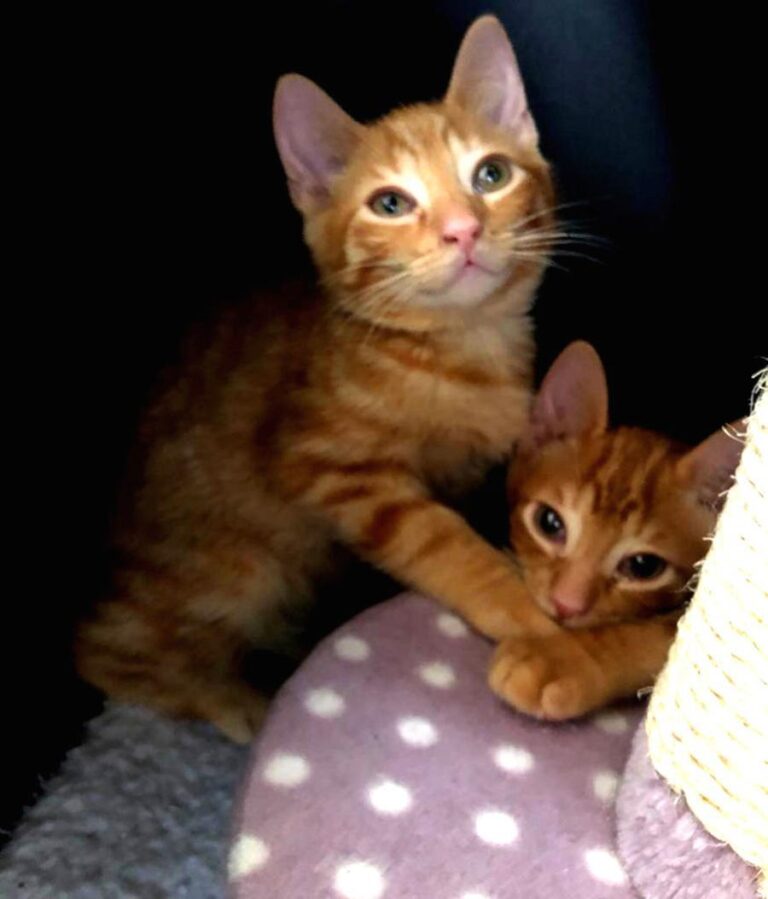 multimedia-foto72009-476-1