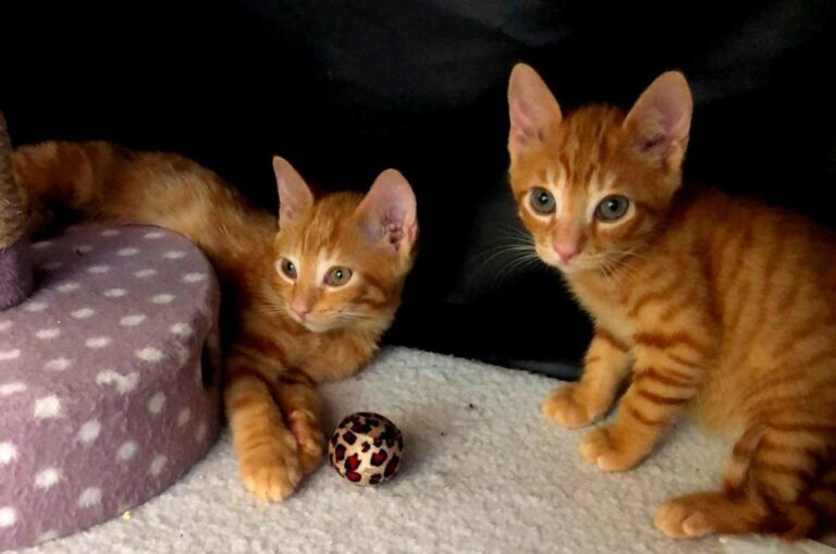 multimedia-foto72010-476-1