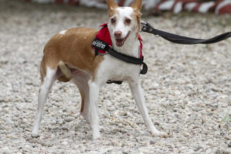 multimedia-foto72046-207-1